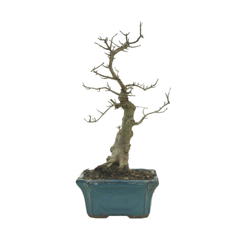 ARCE BUERGERIANUM 16240