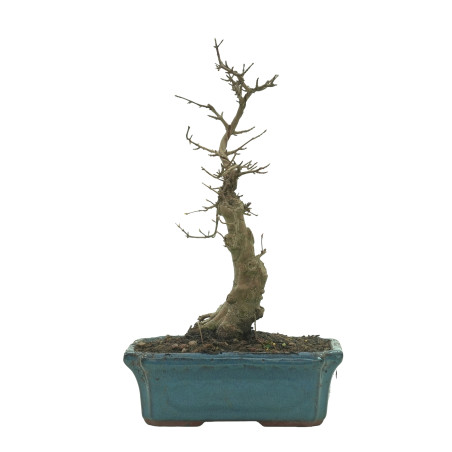 ARCE BUERGERIANUM 16240