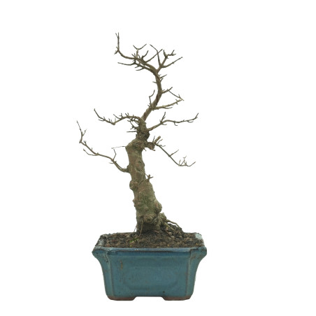 ARCE BUERGERIANUM 16240