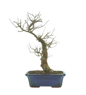 ARCE BUERGERIANUM 16241