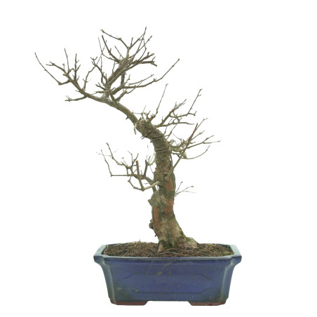 ARCE BUERGERIANUM 16241