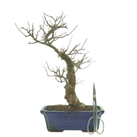 ARCE BUERGERIANUM 16241