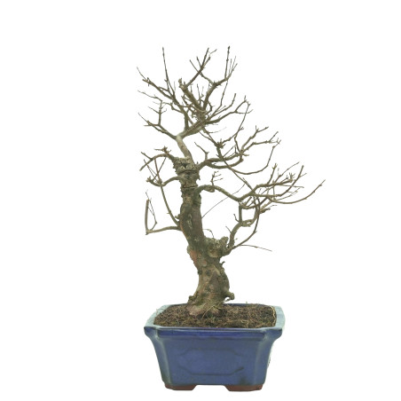 ARCE BUERGERIANUM 16241