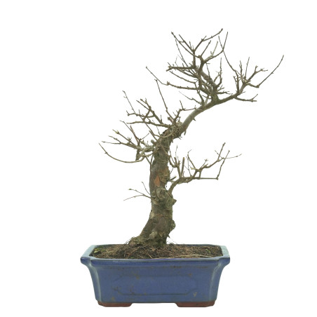 ARCE BUERGERIANUM 16241