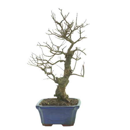 ARCE BUERGERIANUM 16241