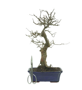 ARCE BUERGERIANUM 16243