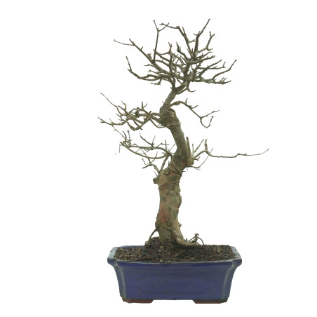 ARCE BUERGERIANUM 16243