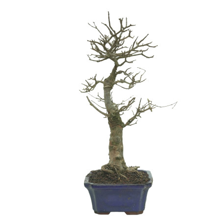 ARCE BUERGERIANUM 16243