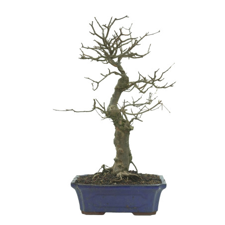 ARCE BUERGERIANUM 16243