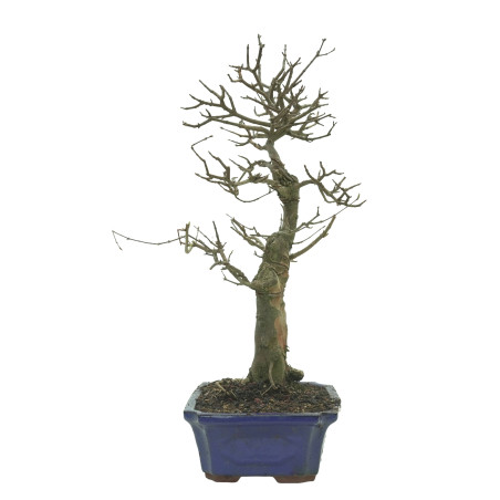 ARCE BUERGERIANUM 16243