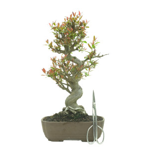 GRANADO NEJIKAN 16244