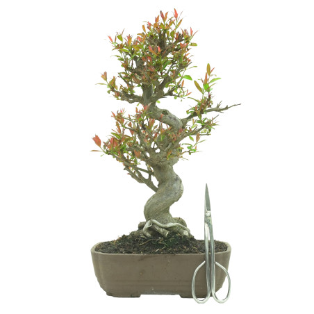 GRANADO NEJIKAN 16244