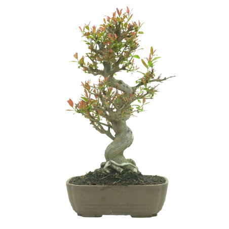 GRANADO NEJIKAN 16244