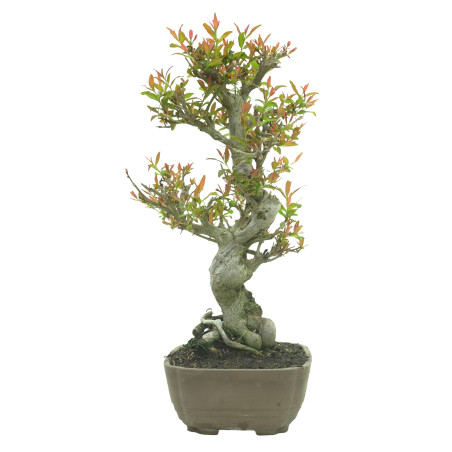 GRANADO NEJIKAN 16244