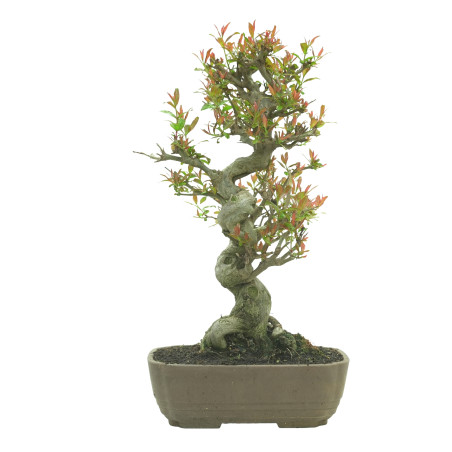 GRANADO NEJIKAN 16244