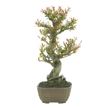 GRANADO NEJIKAN 16244