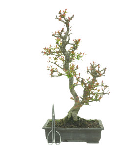 GRANADO NEJIKAN 16245