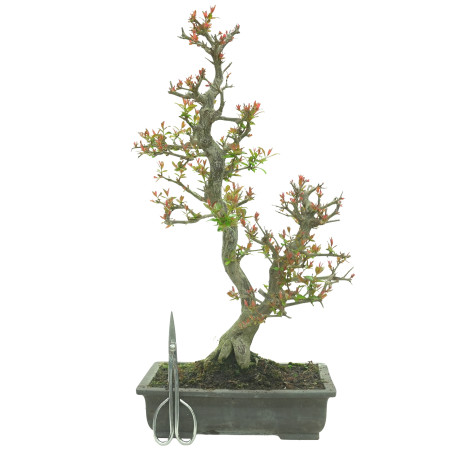 GRANADO NEJIKAN 16245