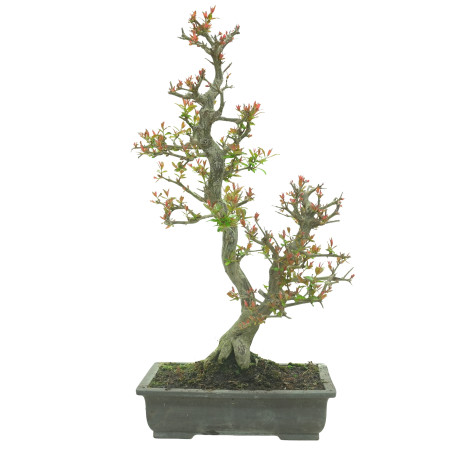 GRANADO NEJIKAN 16245