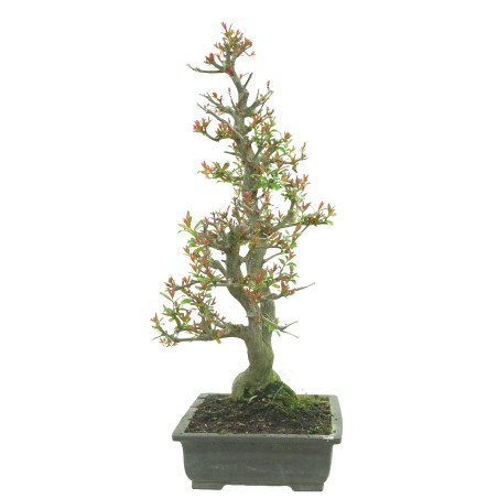 GRANADO NEJIKAN 16245