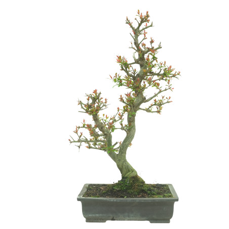 GRANADO NEJIKAN 16245