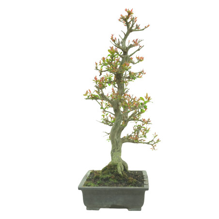 GRANADO NEJIKAN 16245