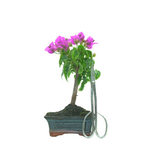 BOUGAINVILLEA 16257