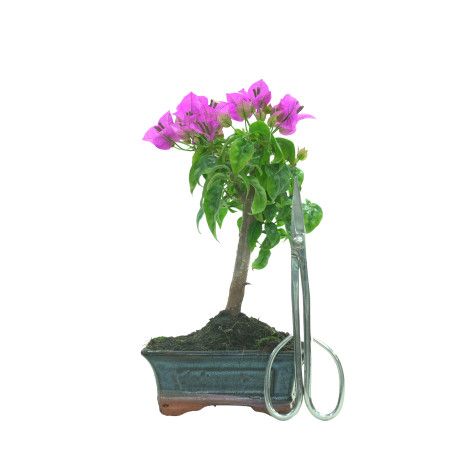 BOUGAINVILLEA 16257