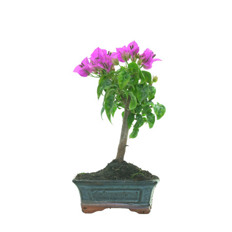 BOUGAINVILLEA 16257