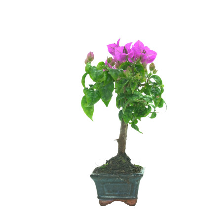 BOUGAINVILLEA 16257