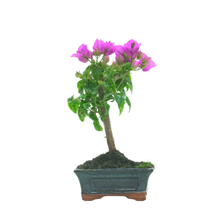 BOUGAINVILLEA 16257