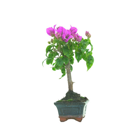 BOUGAINVILLEA 16257