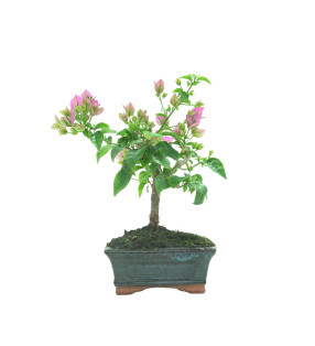 BOUGAINVILLEA 16259