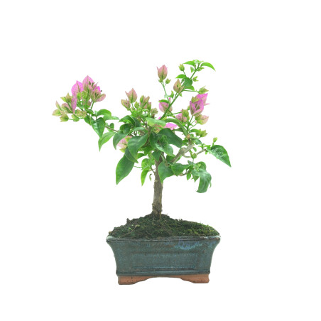 BOUGAINVILLEA 16259