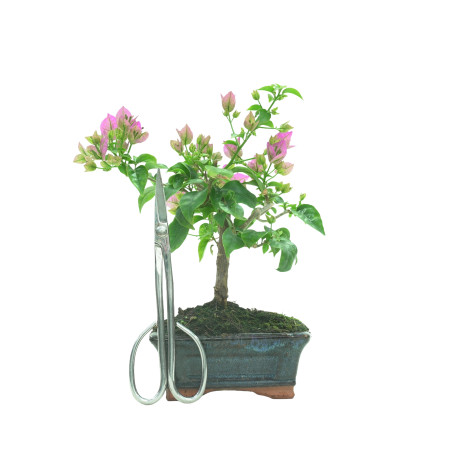 BOUGAINVILLEA 16259