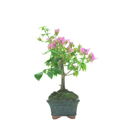 BOUGAINVILLEA 16259