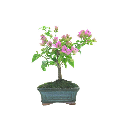 BOUGAINVILLEA 16259