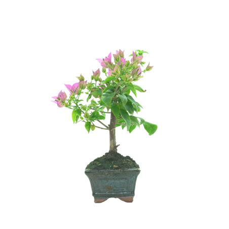BOUGAINVILLEA 16259