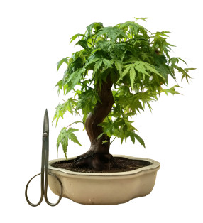 ARCE YAMAMOMIJI 16265