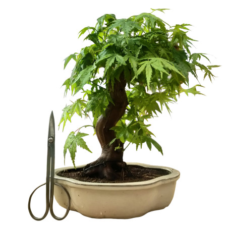 ARCE YAMAMOMIJI 16265