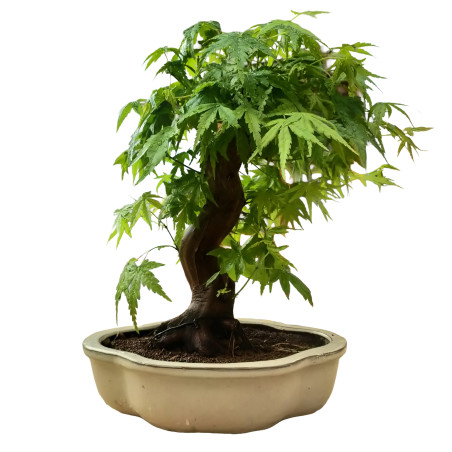 ARCE YAMAMOMIJI 16265