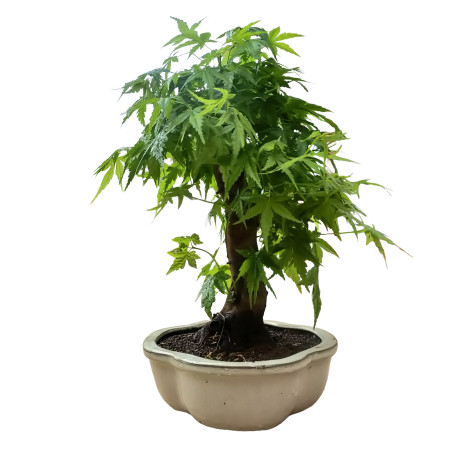 ARCE YAMAMOMIJI 16265