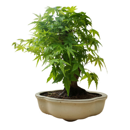 ARCE YAMAMOMIJI 16265