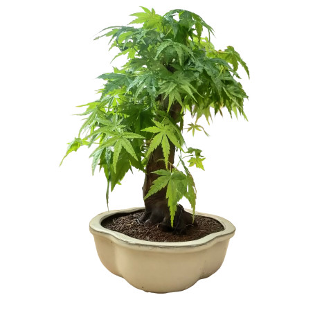 ARCE YAMAMOMIJI 16265