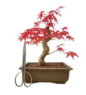 ACER PALMATUM DESHOJO 15682