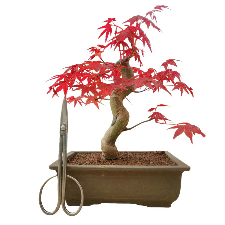 ACER PALMATUM DESHOJO 15682