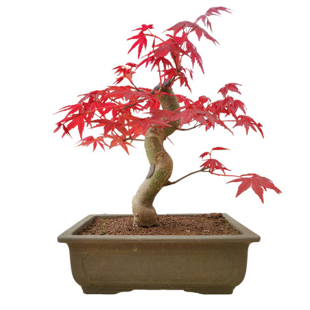 ACER PALMATUM DESHOJO 15682