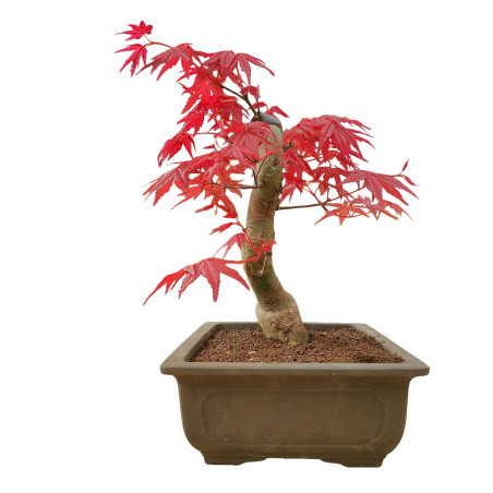ACER PALMATUM DESHOJO 15682