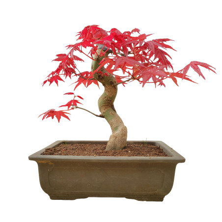 ACER PALMATUM DESHOJO 15682