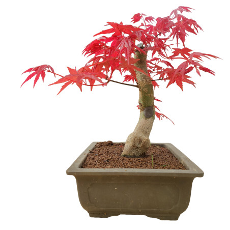 ACER PALMATUM DESHOJO 15682